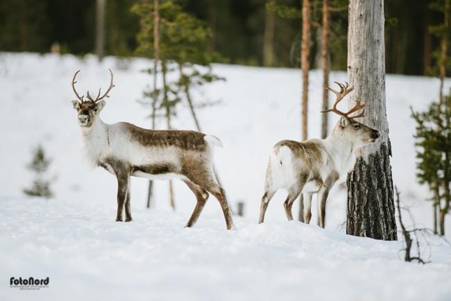 Reindeer in Scandinavia
