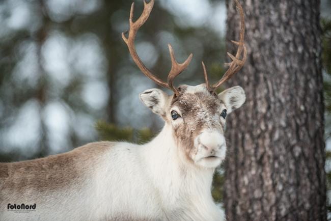 Reindeer in Scandinavia