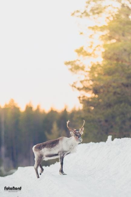 Reindeer in Scandinavia