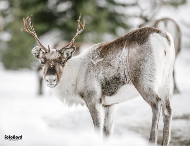 Reindeer in Scandinavia