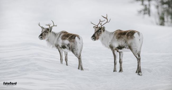 Reindeer in Scandinavia