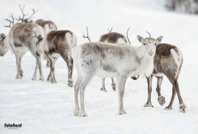 Reindeer in Scandinavia