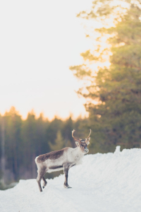Reindeer in Scandinavia